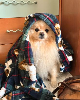 Spitz Di Pomerania Disponibile per monta