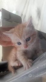 Gattini misti persiano