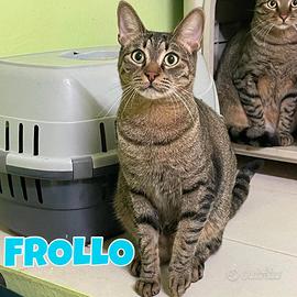 Febo e Frollo gattini tigrati di 2 anni