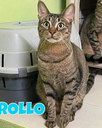 Febo e Frollo gattini tigrati di 2 anni