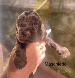 Cocker spaniel
