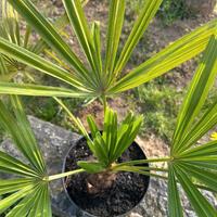 Piante in vaso:  PALMA della Fortuna, da esterno