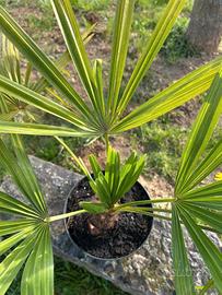 Piante in vaso:  PALMA della Fortuna, da esterno