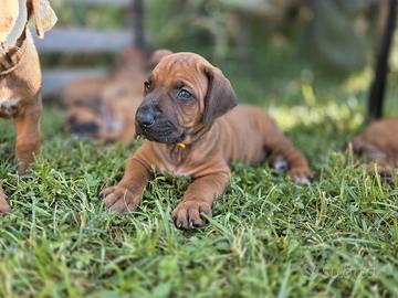 Cuccioli di Rhodesian Ridgeback (privato)