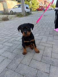 Cucciola rottweiler