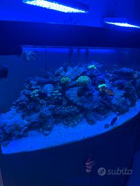 Acquario marino