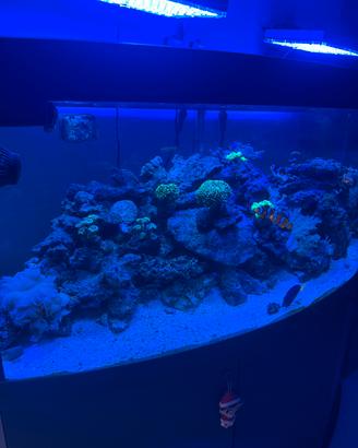 Acquario marino