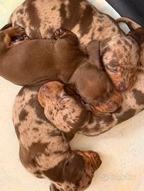 Cucciole bassotto tedesco