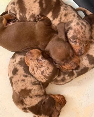 Cucciole bassotto tedesco