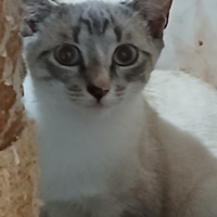 Gattina incrocio siamese