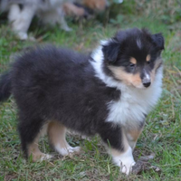 Cuccioli Pastore Scozzese, Collie