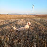 Setter inglese Maschio