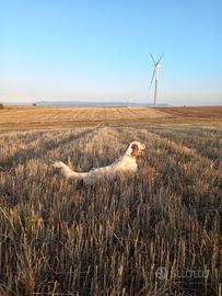 Setter inglese Maschio