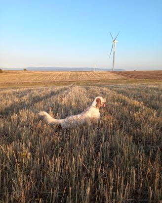 Setter inglese Maschio