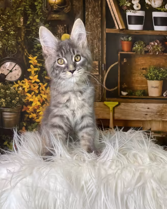 Maine Coon
