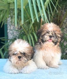 Shih tzu