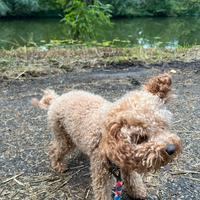 Cuccioli di Barboncino