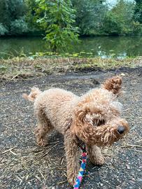 Cuccioli di Barboncino