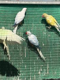 Parrocchetti dal collare