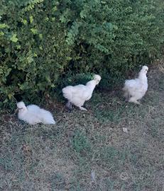 Galline moroseta