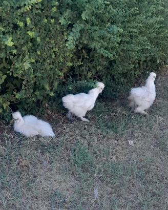 Galline moroseta