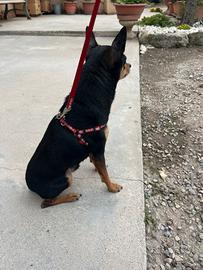 Maschio mini pinscher
