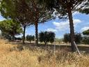 terreno-agricolo-san-severo-cod-rif-3333384vcg-
