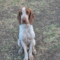 Bracco italiano per monta