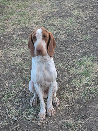 Bracco italiano per monta