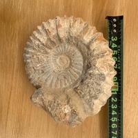 Fossile ammonite