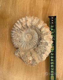 Fossile ammonite