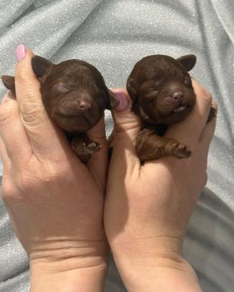 Mini toy