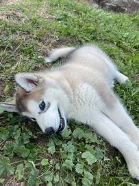 Cuccioli alaskan malamute