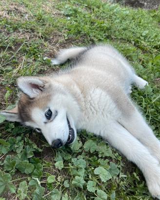 Cuccioli alaskan malamute