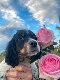 Cuccioli Setter Inglese