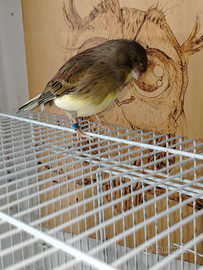 Canarina gloster consort