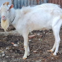 Becco Saanen originale