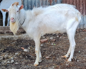 Becco Saanen originale