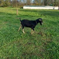 Becco capre capretto