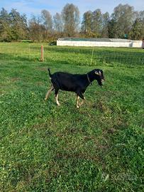 Becco capre capretto