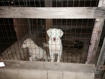 Cucciole incrocio pastore maremmano