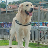 Golden Retriver Maschio Prov Chieti