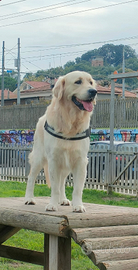 Golden Retriever Maschio Prov Chieti