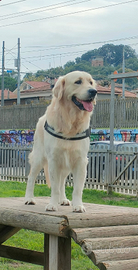 Golden Retriver Maschio Prov Chieti