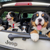 Cuccioli di bovaro del bernese