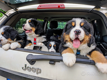 Cuccioli di bovaro del bernese