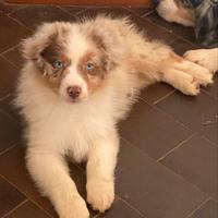 Cuccioli di australian shepherd