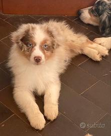 Cuccioli di australian shepherd