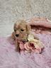 sunny-cuccioli-di-maltipoo-genitori-visibili
