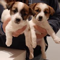 Jack russell terrier